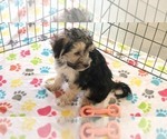 Small #2 Morkie