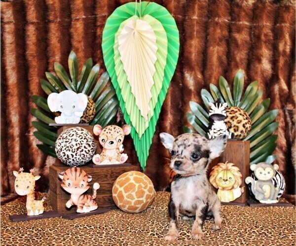 Medium Photo #1 Chihuahua Puppy For Sale in CHARLESTON, AR, USA