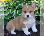 Small #3 Pembroke Welsh Corgi