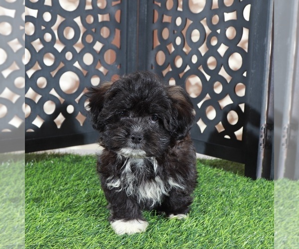 Medium Photo #1 Shorkie Tzu Puppy For Sale in MOUNT VERNON, OH, USA