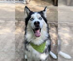 Small Siberian Husky