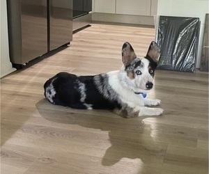 Father of the Cardigan Welsh Corgi-Pembroke Welsh Corgi Mix puppies born on 06/14/2026