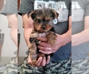 Yorkshire Terrier Puppy for sale in LA PUENTE, CA, USA