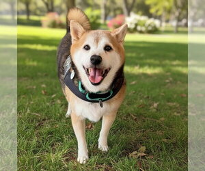Shiba Inu Dogs for adoption in San Jose, CA, USA