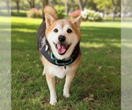 Small Shiba Inu