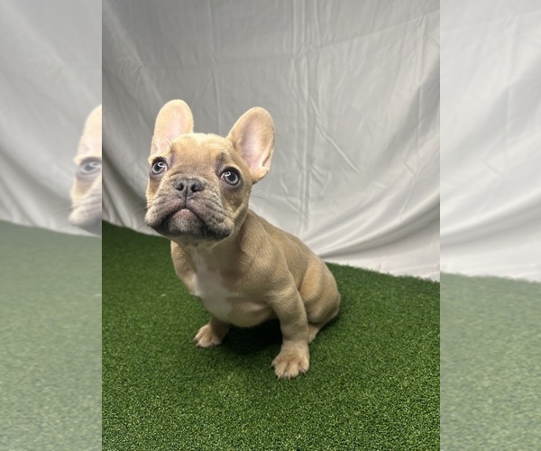 Medium Photo #6 French Bulldog Puppy For Sale in LOS ANGELES, CA, USA