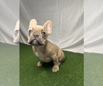 Small #5 French Bulldog