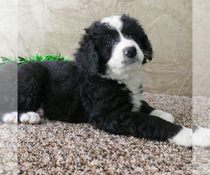 Miniature Bernedoodle Puppy for sale in ROY, UT, USA