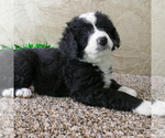 Small Photo #1 Miniature Bernedoodle Puppy For Sale in ROY, UT, USA