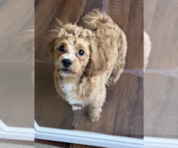Medium Photo #4 Shih-Poo Puppy For Sale in AURORA, IL, USA
