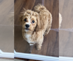 Small #3 Shih-Poo