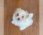 Puppy Puppy 1 Zuchon