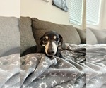 Small #3 Dachshund
