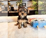 Small Photo #1 Yorkshire Terrier Puppy For Sale in GREENWOOD, IN, USA