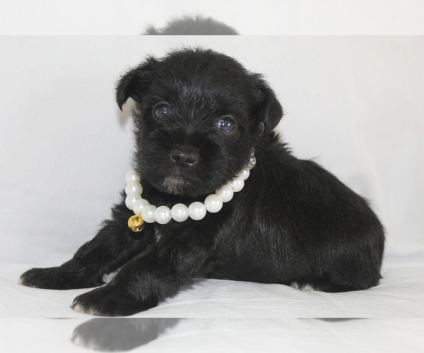 Medium Photo #4 Schnauzer (Miniature) Puppy For Sale in BROOKSVILLE, FL, USA