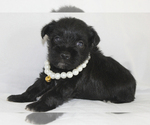 Small #3 Schnauzer (Miniature)