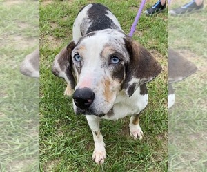 Darla - Female Mutt Dog for Adoption - Photo #6