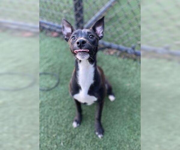 Medium Photo #2 Mutt Puppy For Sale in Canton, CT, USA