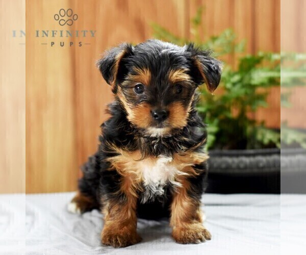 Medium Photo #4 Yorkshire Terrier Puppy For Sale in LOGANTON, PA, USA