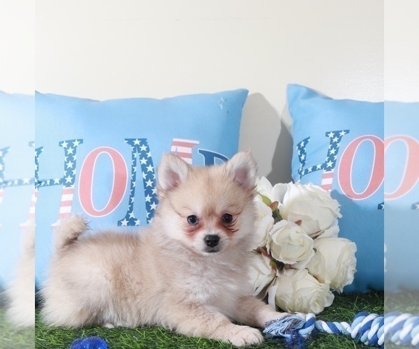 Medium Photo #1 Pomeranian Puppy For Sale in MOUNT VERNON, OH, USA