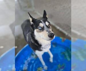 Siberian Husky-Unknown Mix Dogs for adoption in Plover, WI, USA