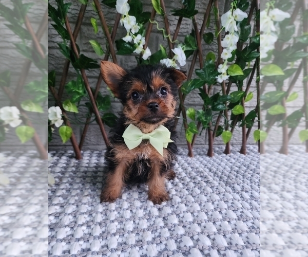 Medium Photo #3 Yorkshire Terrier Puppy For Sale in INDIANAPOLIS, IN, USA