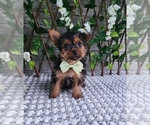 Small #2 Yorkshire Terrier