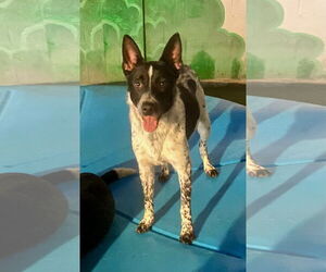 Macallan - Male Mutt Dog for Adoption - Photo #2