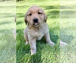 Small #6 Golden Retriever