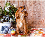 Small #2 Cavalier King Charles Spaniel