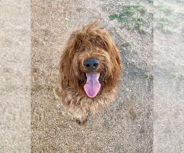 Medium Photo #8 Poodle (Standard) Puppy For Sale in Oak Bluffs, MA, USA