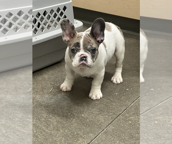 Medium Photo #1 French Bulldog Puppy For Sale in LYNN, MA, USA
