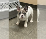 Small French Bulldog