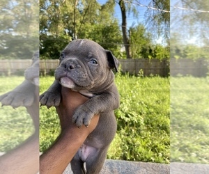 American Bully Puppy for Sale in GARY, Indiana USA