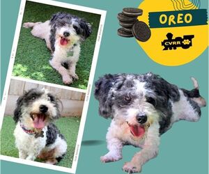 Shih-Poo Dogs for adoption in Lindsay, CA, USA