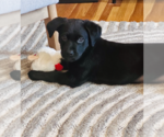Small #5 Labrador Retriever Mix