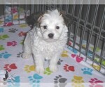 Small Photo #1 Papitese Puppy For Sale in ORO VALLEY, AZ, USA