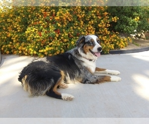 Mother of the Australian Shepherd puppies born on 12/18/2024