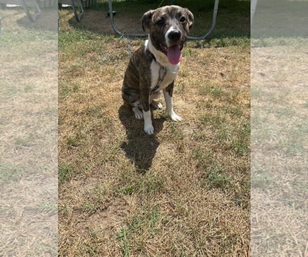 Medium Photo #1 American Staffordshire Terrier Puppy For Sale in Holly Springs, NC, USA