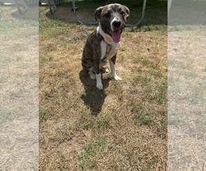 American Staffordshire Terrier Dogs for adoption in Holly Springs, NC, USA