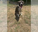 Small American Staffordshire Terrier