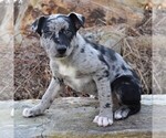 Small Photo #1 Hangin Tree Cowdog-Unknown Mix Puppy For Sale in PARKESBURG, PA, USA