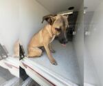 Small Black Mouth Cur Mix