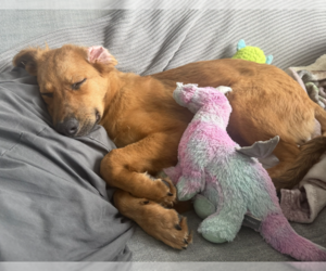 Samantha - Female Mutt Dog for Adoption - Photo #3