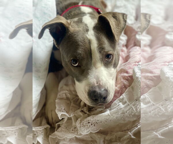 Medium Photo #4 Mutt Puppy For Sale in Mount Laurel, NJ, USA