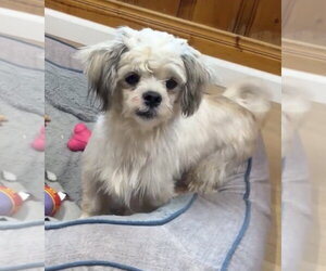 Toto - Male Shih Tzu-Unknown Mix Dog for Adoption - Photo #2