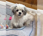 Small Photo #2 Shih Tzu-Unknown Mix Puppy For Sale in Raleigh, NC, USA