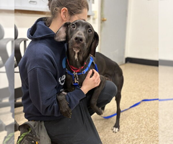 Medium Photo #1 Labrador Retriever-Unknown Mix Puppy For Sale in Boston, MA, USA