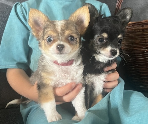 Medium Photo #1 Chihuahua Puppy For Sale in KALONA, IA, USA