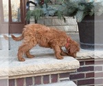 Small #1 Goldendoodle